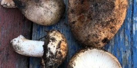 Podtopolniki gljive: opis i fotografija, koliko rastu, gdje sakupljati, video